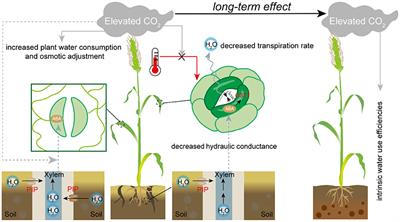 Editorial: Modulation of Stomatal Response by Elevated CO2 in Plants Under Drought and Heat Stress